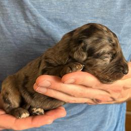 Coral - Chocolate merle female Bernedoodle puppy in Clarinda, Iowa from Root and Branch Bernedoodles