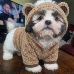 Chip - Brindle male Shih Tzu puppy in Stroudsburg, Pennsylvania from Puppyville Pa Shih Tzu & frenchies