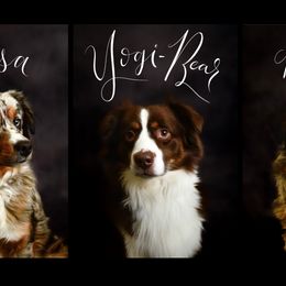 Miniature Australian Shepherds from South Branch Mini Aussies