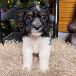 Ash - Tri-color female Bernedoodle puppy in Tyner, Kentucky from Good Dog Doodles