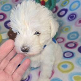 Mr Jack - Wheaten male Miniature Schnauzer puppy in Shoshone, Idaho from Debra Kruse's Miniature Schnauzers