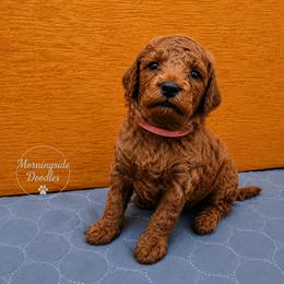 Pick number 4 of girls - Red female Irish Doodle puppy in Madison, Wisconsin from Morningside Doodles