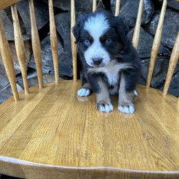 Chai - Black tri-color female Australian Shepherd puppy in Hillsboro, Oregon from Delaney's Australian Shepherds