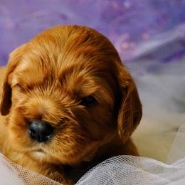 Cavalier King Charles Spaniel Puppies from Hit Parade Cavaliers