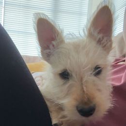 Scottish Terrier Puppies from Santas Scotties