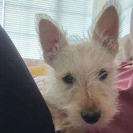Scottish Terrier Puppies from Santas Scotties