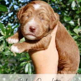 Churro - Red  male Goldendoodle puppy in Comanche, Texas from Central Texas Doodles, LLC.