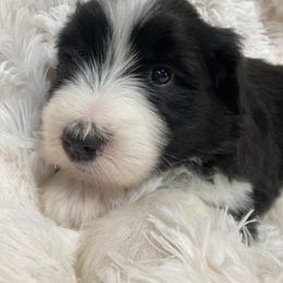 Jesse - Black Bearded Collie puppy in Kent, Washington from White Tips Ranch