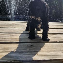 Cavapoo, Cockapoo, Goldendoodle, and Maltipoo Puppies from Perdue Puppies