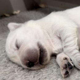 Number 1 - Light golden male Golden Retriever puppy in Waco, Texas from Rockinbfarms
