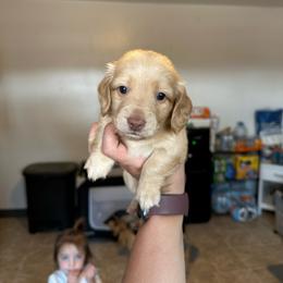 Boy 1 - Cream male Dachshund puppy in Las Animas, Colorado from J&D Dachsies