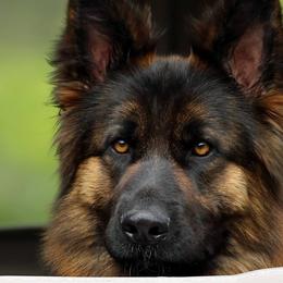 German Shepherds from Rosewood German Shepherds