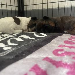 Female 1 - Red and white female Shih Tzu puppy in Lansing, Michigan from Cherie’s Purebred Shih Tzu’s
