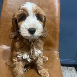 Ferrari - Red male Australian Labradoodle puppy in Orange, California from Little Kingdom Doodles