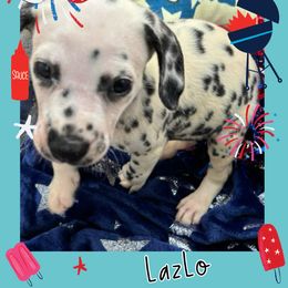 AKC LUA 6th Pick - White and black male Dalmatian puppy in Euless, Texas from 101 Dew Dream Valley Dalmatians