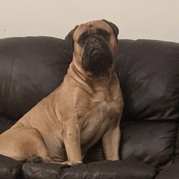 Chara - Bullmastiff