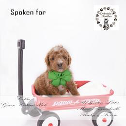 Colin - green collar - Red male Bernedoodle puppy in Lexington, North Carolina from Deborah’s Doodles