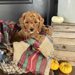 Pippa - Red and white female Cockapoo puppy in Ephrata, Pennsylvania from Windy Ridge Cockapoos