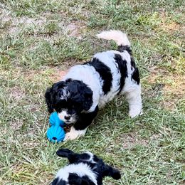 Video Toby - Black and white male Cavapoo puppy in Eatonton, Georgia from TNT Puppies