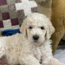 Poodle Puppies from RP Bar Ranch Royal Poodles and Doodles