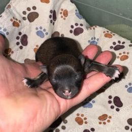 Spike - Chocolate sable male Pomeranian puppy in Knoxville, Tennessee from Thea's Puppies