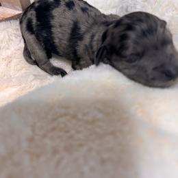 Merle Haggard - Merle male Goldendoodle puppy in Aurora, Illinois from Chicago Goldendoodles