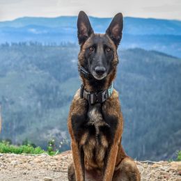 Belgian Malinois from Royaume Malinois
