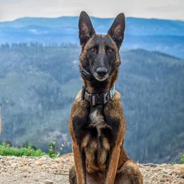 Belgian Malinois from Royaume Malinois
