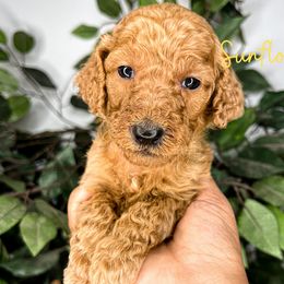 Goldendoodle and Poodle Puppies from The Henry Doodles