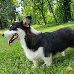 Dixie - Pembroke Welsh Corgi