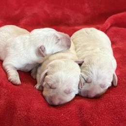 Girl 1 - Yellow female Labrador Retriever puppy in Harrison, Arkansas from Brandywine Labradors