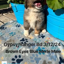 Australian Shepherd Puppies from Worsham’s Toys and Minis Australian Shepherds