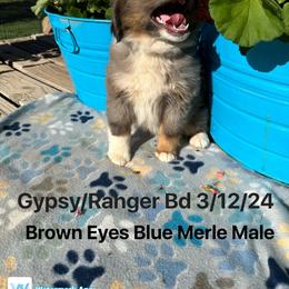 Australian Shepherd Puppies from Worsham’s Toys and Minis Australian Shepherds