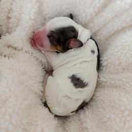 Pirate - Merle male Bernedoodle puppy in Apache Junction, Arizona from Coffey House Doodles