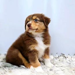 Australian Shepherd Puppies from Winsome Aussies