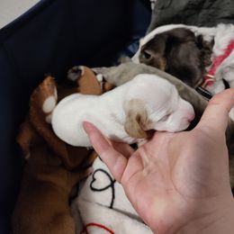 Dachshund Puppies from Realteaminidachshunds