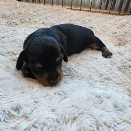 Boy 2 - Black and tan male Dachshund puppy in Farmerville, Louisiana from Hancock House of Basset Hounds & Mini Dachshunds
