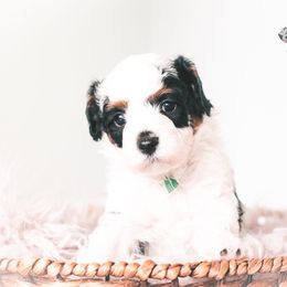 Bernedoodle and Goldendoodle Puppies from Hommel’s Mini Darling Doodles