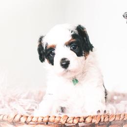 Bernedoodle and Goldendoodle Puppies from Hommel’s Mini Darling Doodles