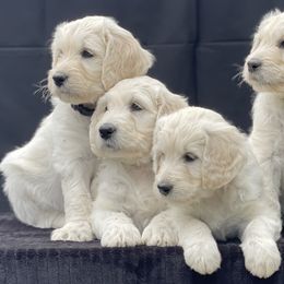 Bernedoodle and Goldendoodle Puppies from White Oak