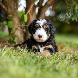 Tilly - Tri-color female Bernedoodle puppy in Narvon, Pennsylvania from CBKB Bernedoodle’s