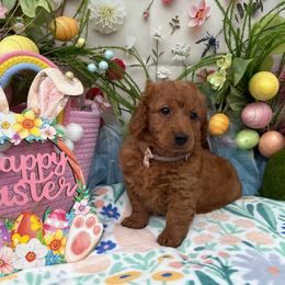 Sage (Coffee Brown) - Red  female Goldendoodle puppy in Miami, Florida from Katy's Toy Poodles & Doodles