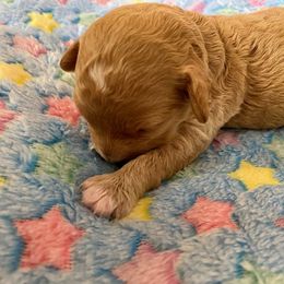 Maltipoo and Yorkshire Terrier Puppies from Puppy Love Palace at HB Farm