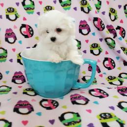 SMALLEST GIRL - White female Maltese puppy in Nevada from LAS VEGAS PUPPY
