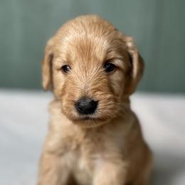 Jack - Cream male Goldendoodle puppy in Osage City, Kansas from Golden Ridge Goldens