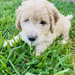 Australian Mountain Doodle, Bernedoodle, and Goldendoodle Puppies from Wynterwood Doodles