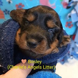 Bosley - Black and tan male Dachshund puppy in Bates City, Missouri from Gray Wall Dachshunds