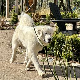 Betty - Great Pyrenees