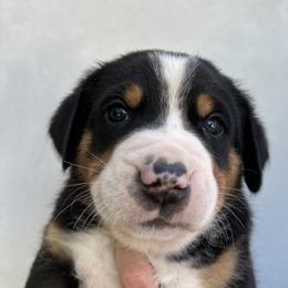 Boy 8 - male Greater Swiss Mountain Dog puppy in Pasadena, California from Park Place Swissys
