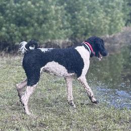 Maia - Poodle